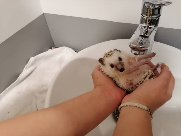 istock bathing a small African hedgehog from the ground 1311504502