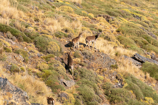 group of mountain goats in Sierra Nevada, the goats have horns, it is a steep area with rocks and bushes