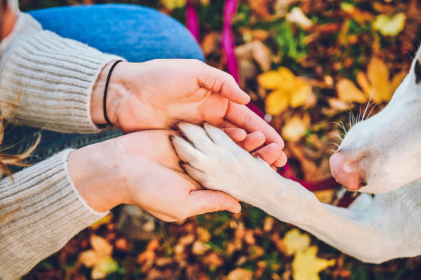 istock A true friend leaves paw prints on your heart 1311507152
