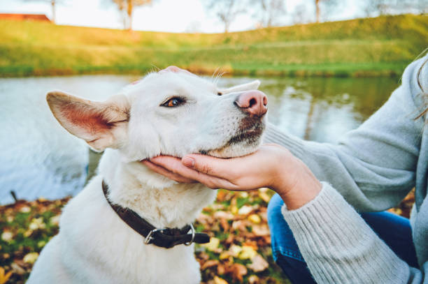 istock I think I have the cutest dog ever! 1311507194