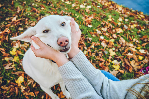 istock I think I have the cutest dog! 1311507195