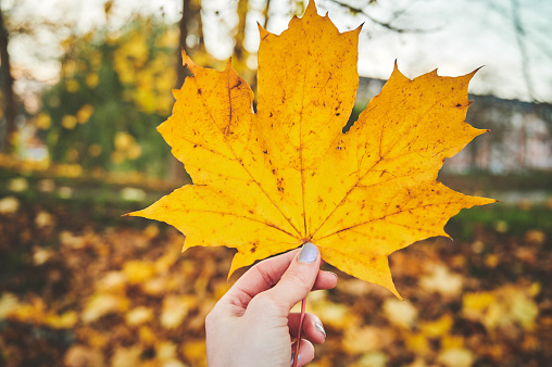 Cropped shot of an unrecognizable woman holding a leaf in autumn