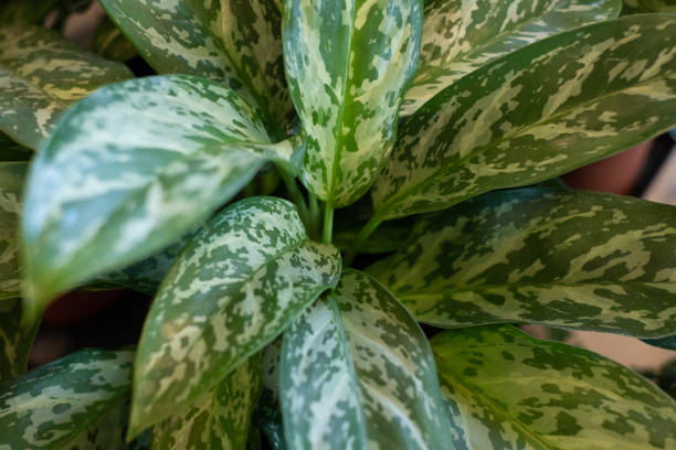 istock Aglaonema, commonly known as Chinese evergreen. 1311507594
