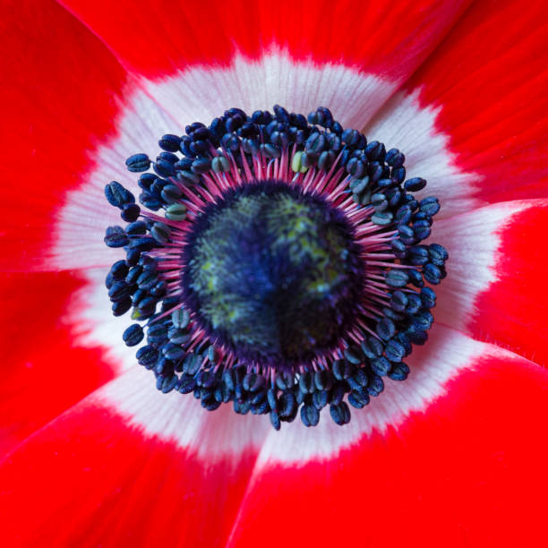 Detailed high angle flat macro close-up of a red windflower ('Anemone coronaria') flower head , focus is on the stamen