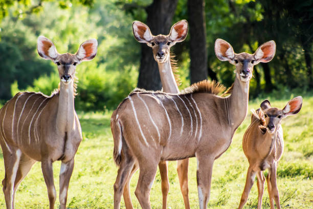 Kudu cows Kudu females grouping together kudu stock pictures, royalty-free photos & images