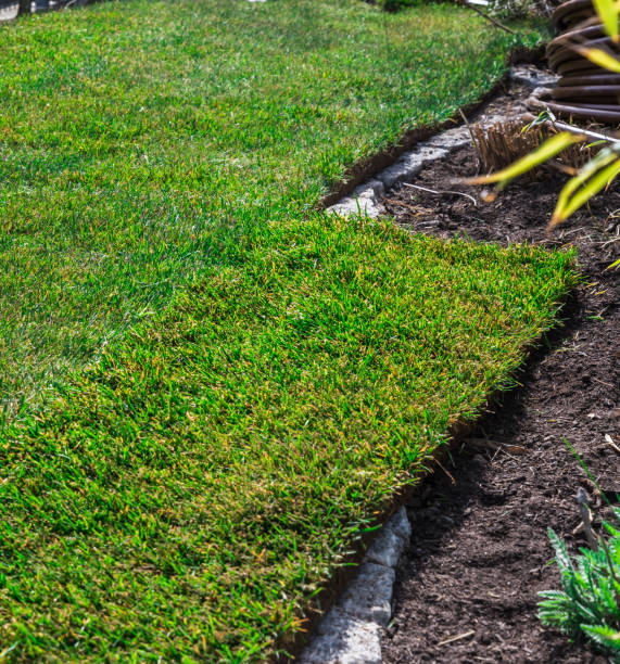 istock Newly laid turf that still has to be cut off at the bed edges 1311509192