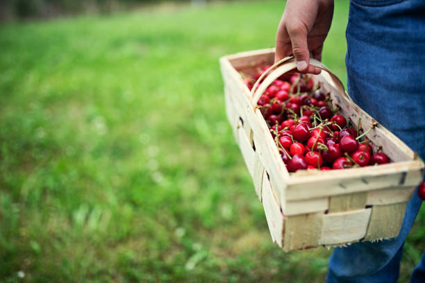 istock Little boy picking up cherries in orchard 1311509740