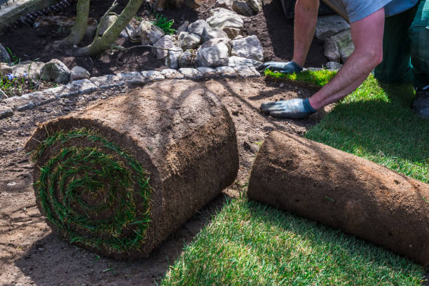 istock Gardener laying turf in a home garden on sloping terrain 1311509962