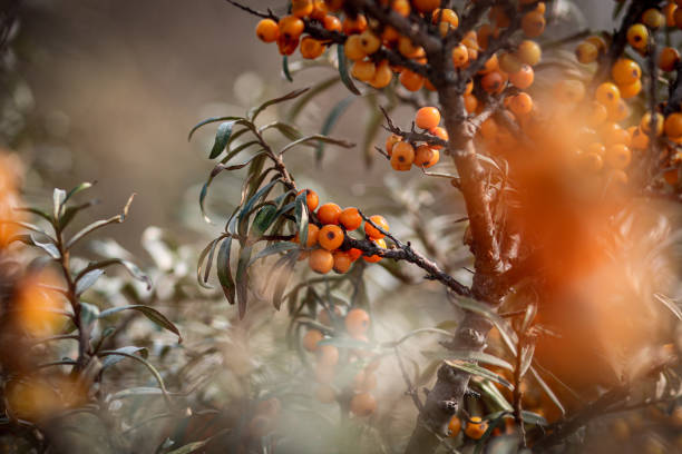 a natureza é linda - sea buckthorn - fotografias e filmes do acervo