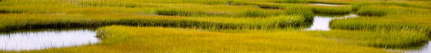 728 x 90 banner de pantano en cape cod, massachusetts - cape cod new england sea marsh fotografías e imágenes de stock