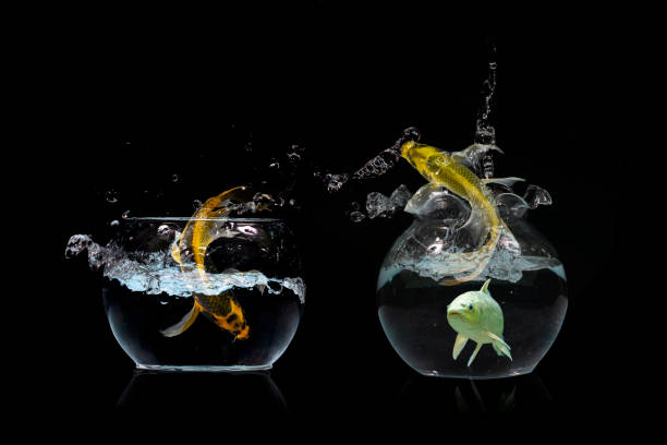 Gold fish jumping Gold fish jumping in aquariuam on black background fish in a bowl stock pictures, royalty-free photos & images