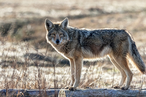 A closeup shot of a Coyote sitting on the grass found in the wild