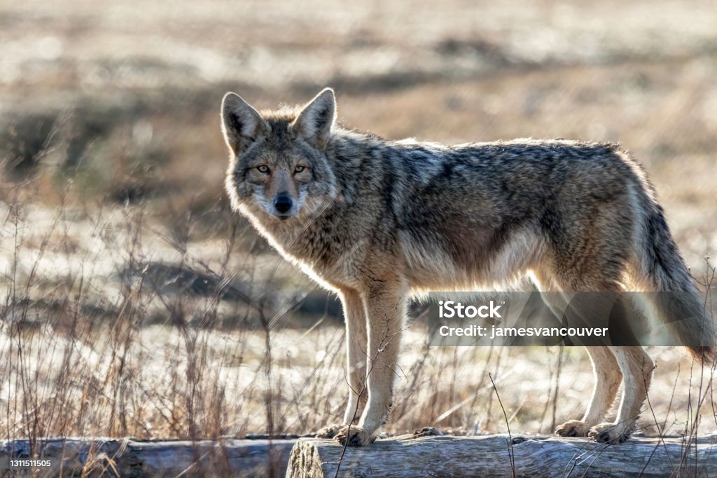 Coyote, Richmond, Britisah Columbia, Canada Coyote Stock Photo