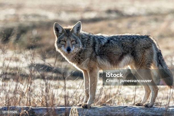 Coyote Richmond Britisah Columbia Canada Stock Photo - Download Image Now - Coyote, Beach, Wolf