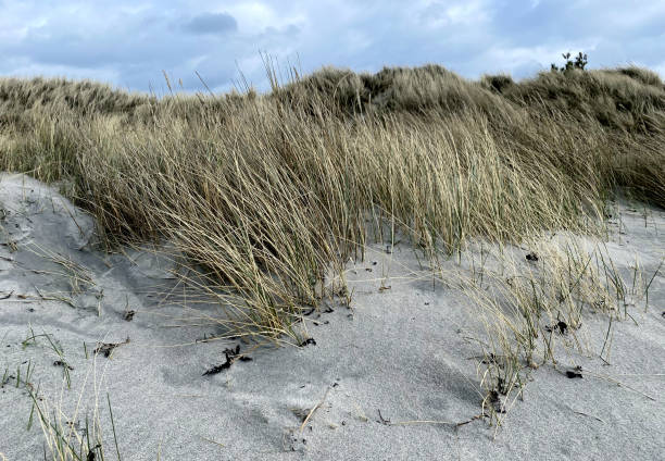 istock Dunes of a Danish beach in April. 1311512448