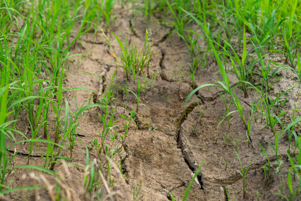 istock young grass grass sprouting through dry cracked ground 1311512724
