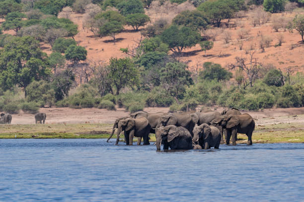 istock Herd of Elephants in Chobe river, Botswana, Africa 1311513794