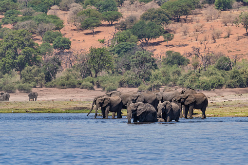 A herd of african elephants (Loxodonta africana) at the shore of Chobe River, Chobe National Park, Botswana, Africa.