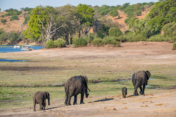 istock Elephants with two babies, Chobe river, Botswana, Africa 1311513921