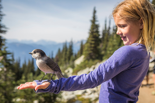 Grey Jay getting close to humans.