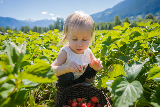 Picking up strawberries on farm. Little girl harvesting berries on sunny day. pemberton bc stock pictures, royalty-free photos & images