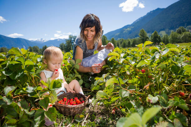 Family picking up strawberries on farm. Single mother and daughter harvesting berries on sunny day. pemberton bc stock pictures, royalty-free photos & images