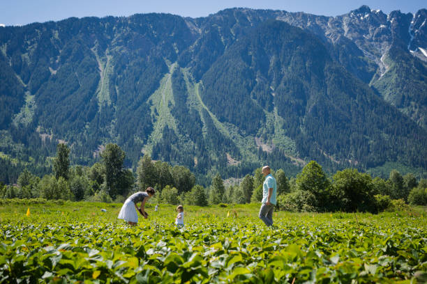 Family picking up strawberries on farm. Family harvesting berries on sunny day. pemberton bc stock pictures, royalty-free photos & images