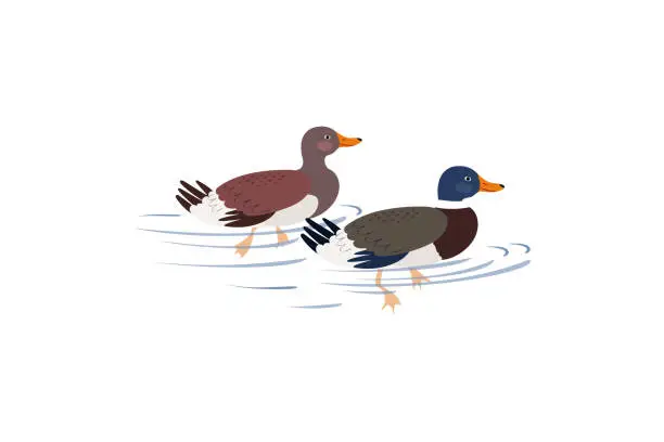 Vector illustration of Two ducks are swimming on the lake. Ducks in hand drawn style isolated on white background.