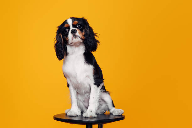 istock Studio shot of a cute puppy 1311515455