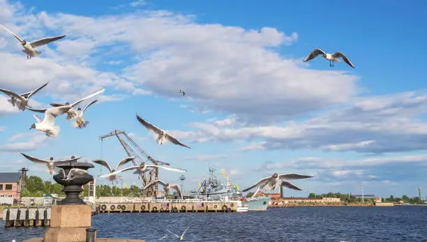 Seagulls fly over the Baltic Sea embankment in Kronstadt