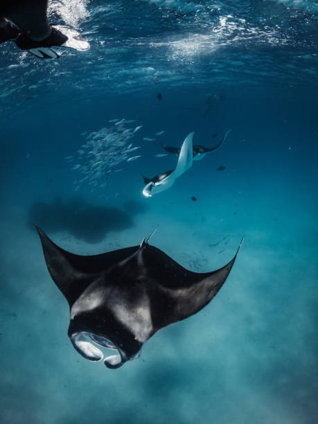 istock Many manta rays swimming together in the ocean 1311516372