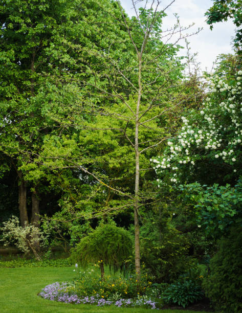 istock garden green landscape in spring 1311516853