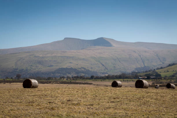 istock Hay bales in the Brecon Beacons 1311517442