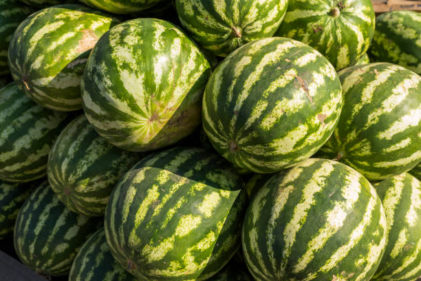 istock many ripe watermelons on store 1311517747