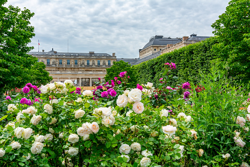 Paris, France - May 28, 2019: Blooming roses in Palais Royal garden on Rivoli street with Palais Royal palace at background in spring