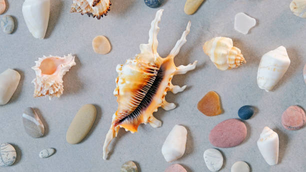 istock Seashells and sea pebbles on golden sand 1311519463