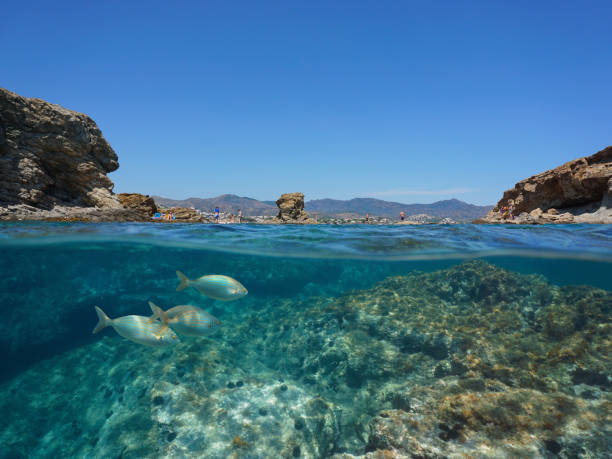 水中魚スペインコスタブラバとロッキー海岸 - below sea level ストックフォトと画像