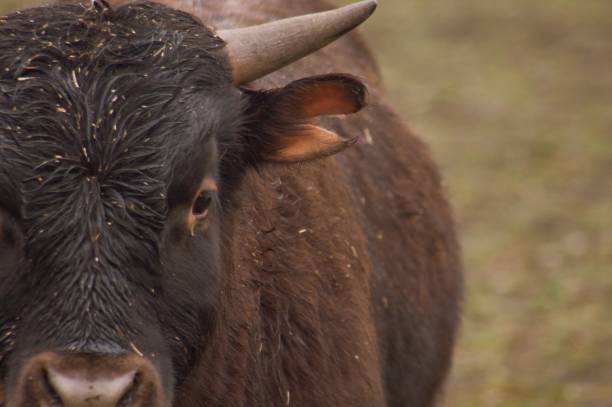 istock Portrait of a cow 1311519860