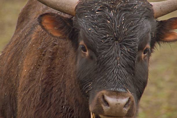 istock Portrait of a cow 1311519870