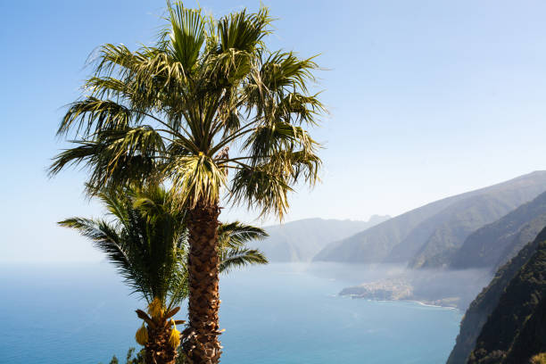 istock Silhouette tropical palm tree with sun light abstract background. Summer vacation and nature travel adventure concept. Madeira island, Portugal. Freedom journey lifestyle. Scenic photo, copy space 1311520203