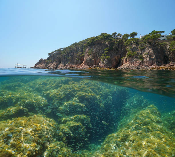istock Rocky coast small fish underwater Mediterranean 1311520267