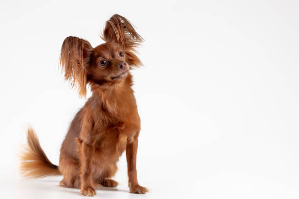 Cute russian long haired toy terrier of red color breed dog sitting on white background. Copy space Cute russian long haired toy terrier of red color breed dog sitting on white background. Copy space grooming animal behavior stock pictures, royalty-free photos & images