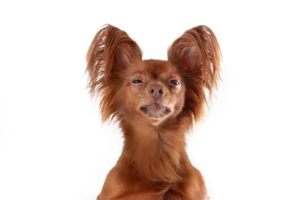 Photo of Close up portrait of unhappy russian long haired toy terrier of red color breed dog on white background. Copy space