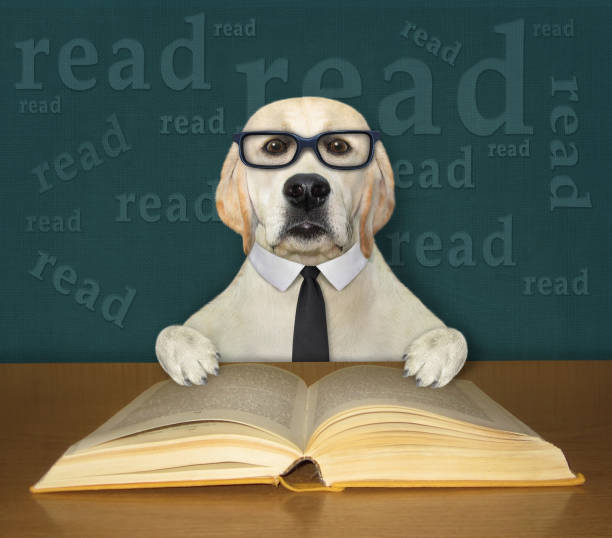 istock Dog labrador smart reads book at desk 3 1311521309