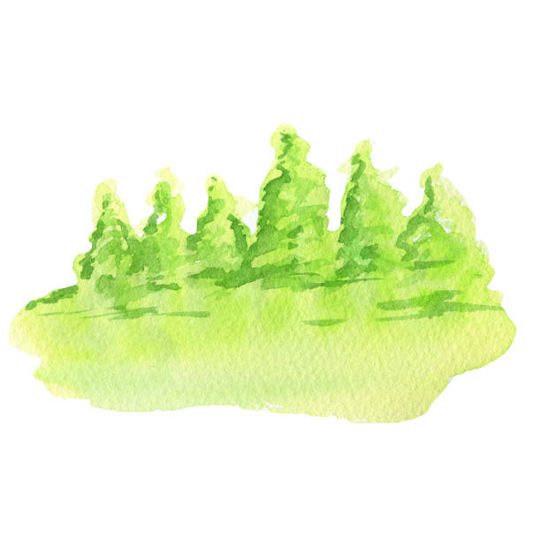 istock Watercolor forest tries and green grass landscape, Hand drawing illustration isolated on white background. 1311521906