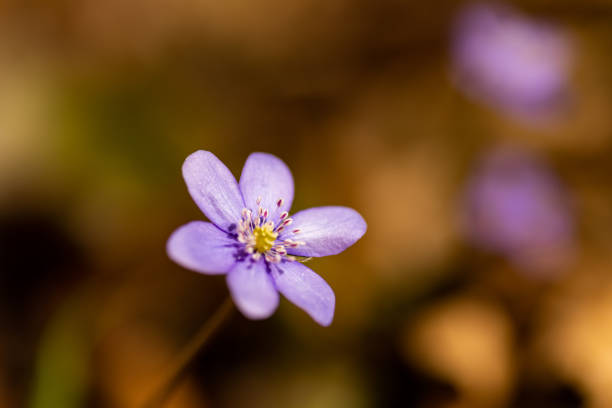 istock macro picture liverwort flower 1311522036