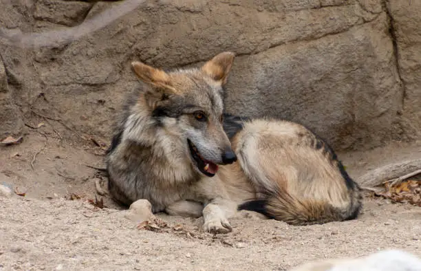 Mexican wolf curled up on the ground leaning against a rock. It has its mouth partly open and appears resting.