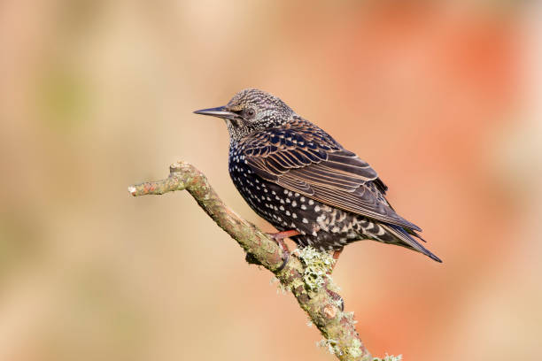 istock Starling In Habitat 1311523488