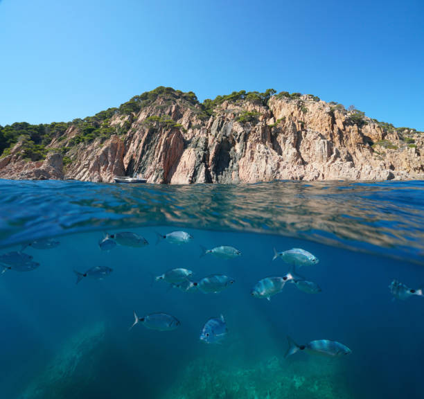 岩の海岸線魚水中地中海 - below sea level ストックフォトと画像