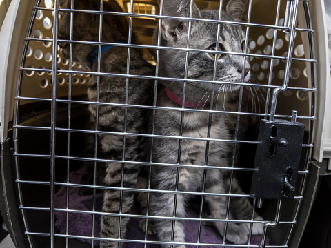 View of a litter of kittens inside a large cat carrier in a vehicle being transported to the vet for a check up